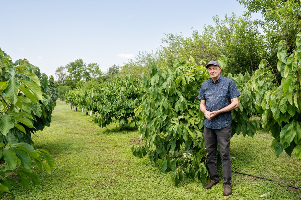 Native and Novel: The Impact and Future of Pawpaws