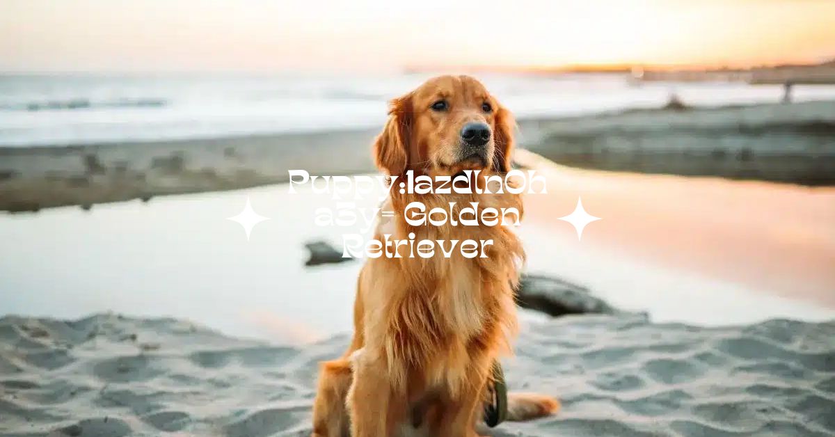 Puppy:1azdln0ha3y= Golden Retriever